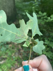 Andricus quercuspetiolicola