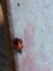 Hippodamia convergens