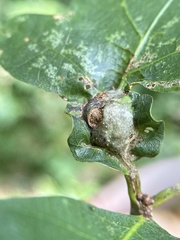 Andricus quercuspetiolicola