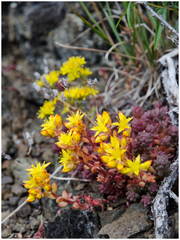 Sedum rupicola