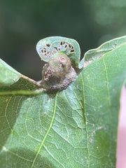 Andricus quercuspetiolicola