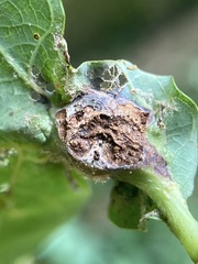 Andricus quercuspetiolicola