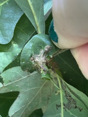 Andricus quercuspetiolicola