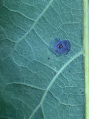 Polystepha quercifolia