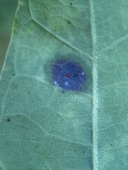 Polystepha quercifolia