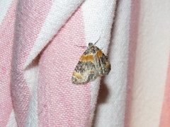 Dysstroma hersiliata