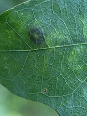 Polystepha quercifolia