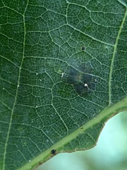 Polystepha quercifolia