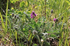 Oxytropis erecta
