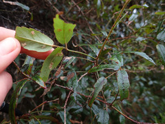 Rubus schmidelioides schmidelioides