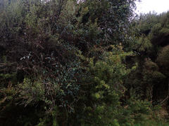 Rubus schmidelioides schmidelioides