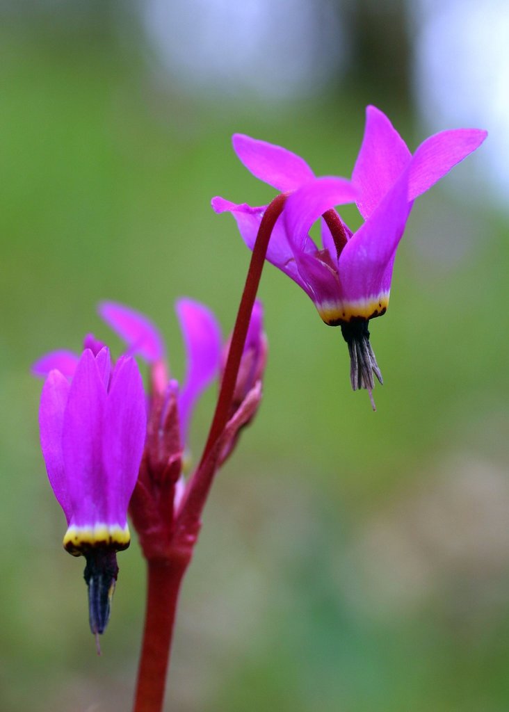 Henderson’s shooting star (A Floral Guide to Walker Ridge) · iNaturalist
