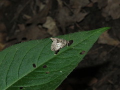 Chytonix palliatricula