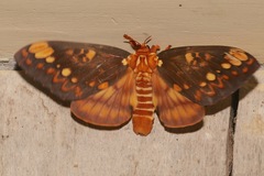Citheronia