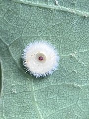 Neuroterus umbilicatus