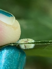 Neuroterus umbilicatus