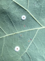 Neuroterus umbilicatus