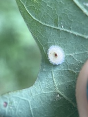Neuroterus umbilicatus