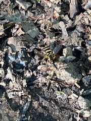 Xanthogramma flavipes