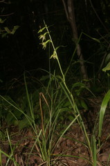 Epipactis persica