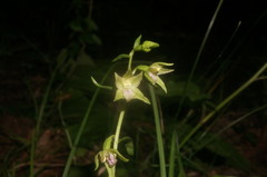 Epipactis persica
