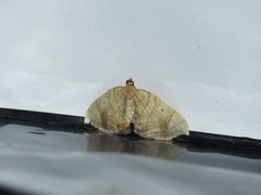 Eulithis gracilineata