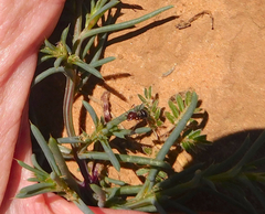Endiodioctes