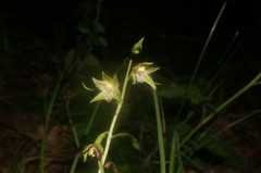 Epipactis persica