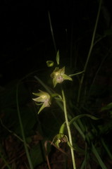 Epipactis persica