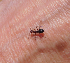 Endiodioctes