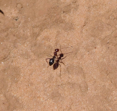 Endiodioctes