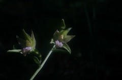 Epipactis persica