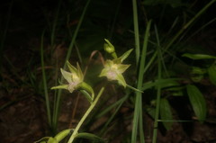 Epipactis persica