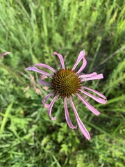 Echinacea pallida