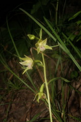 Epipactis persica