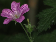 Geranium × oxonianum