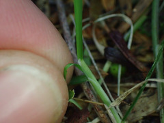 Poa imbecilla