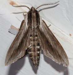 Sphinx vanbuskirki