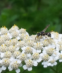 Parancistrocerus minimoferus