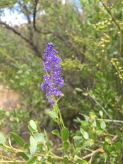 Ceanothus cyaneus