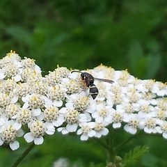 Parancistrocerus minimoferus