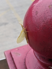 Hexagenia limbata
