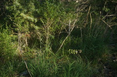 Cleistogenes serotina