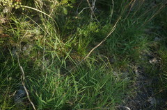 Cleistogenes serotina