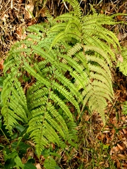 Athyrium delavayi subrigescens