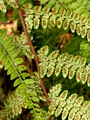Athyrium delavayi subrigescens