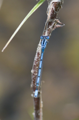 Enallagma doubledayi