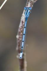 Enallagma doubledayi