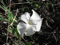 Mandevilla macrosiphon