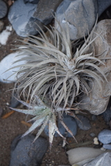 Tillandsia karwinskyana